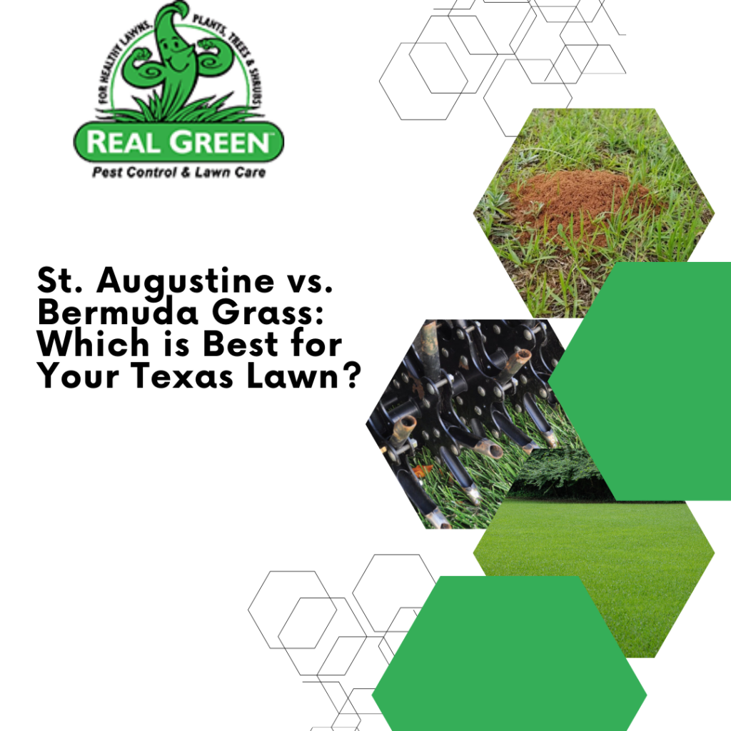 St. Augustine vs. Bermuda Grass