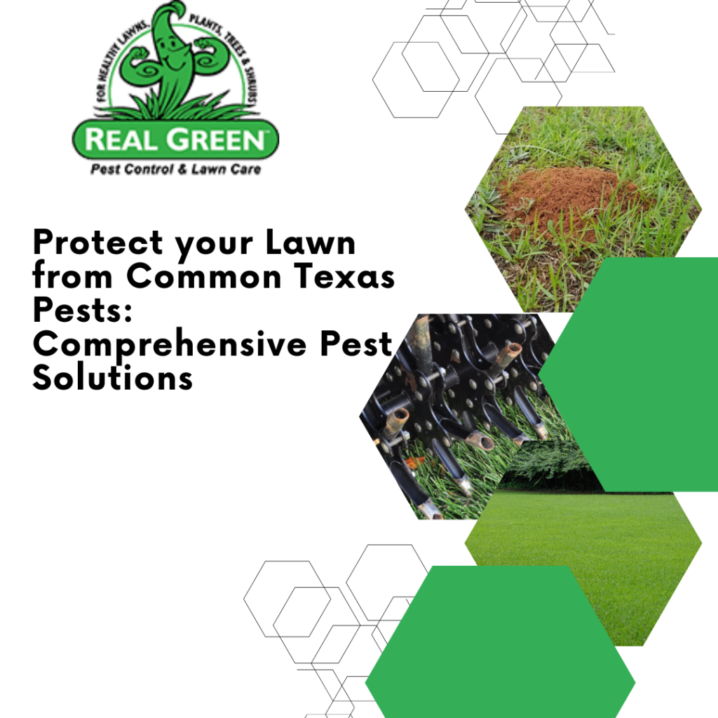 Protect your Lawn from Common Texas Pests: Comprehensive Pest Solutions
