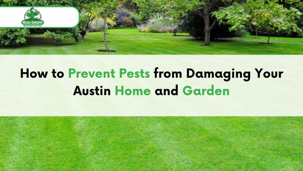 How to Prevent Pests from Damaging Your Austin Home and Garden