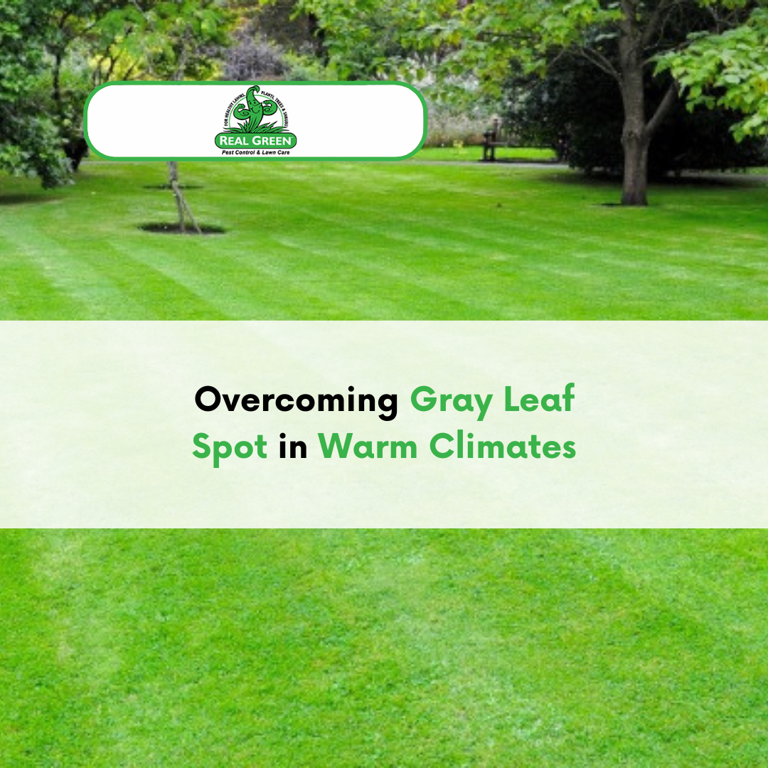 Overcoming Gray Leaf Spot - Real Green Services