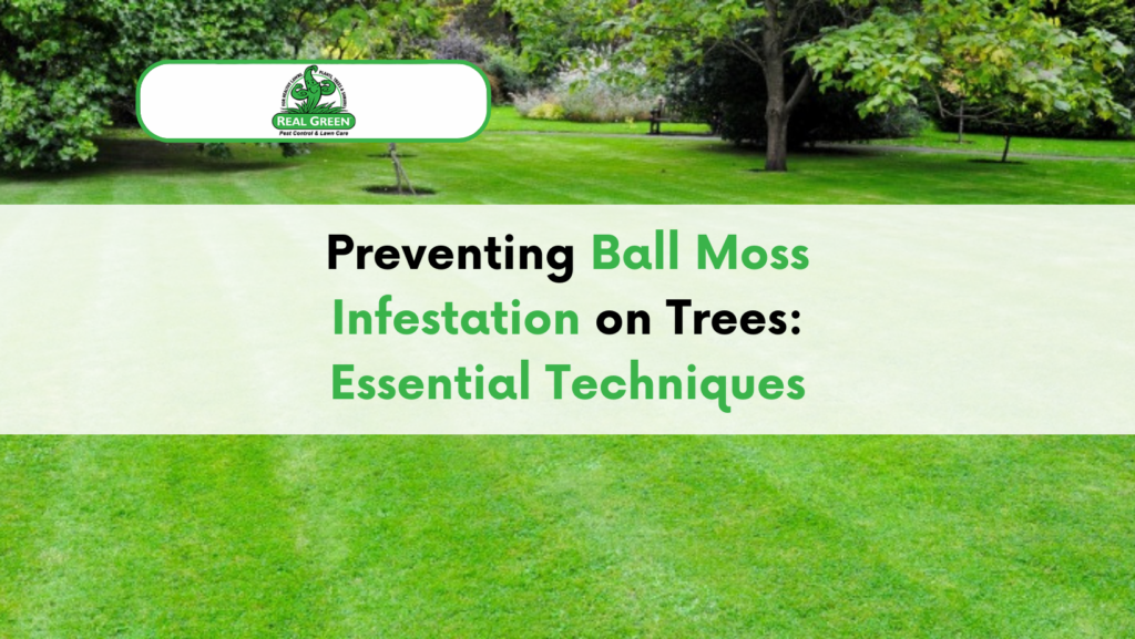 Preventing Ball Moss Infestation on Trees: Essential Techniques