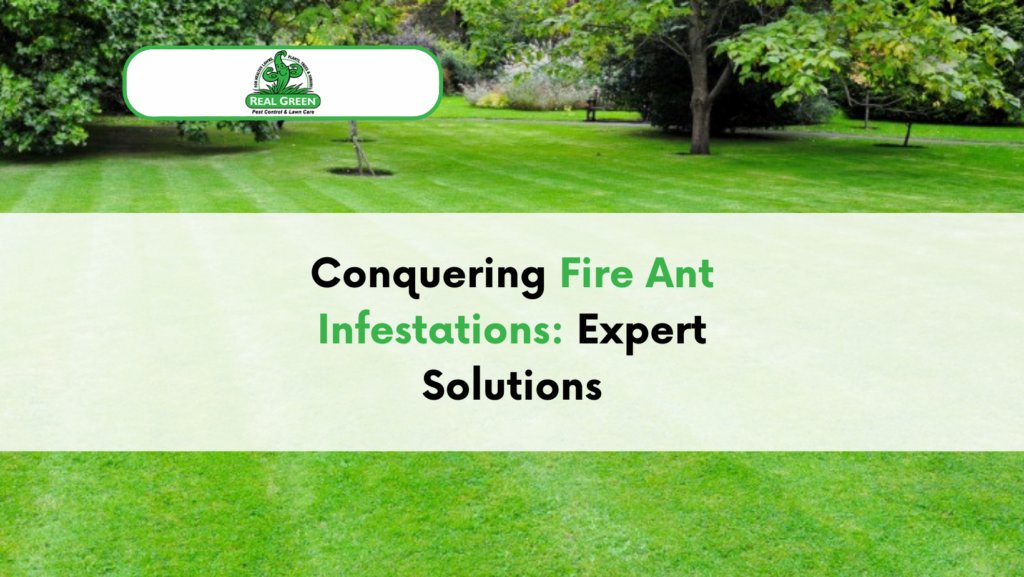 Conquering Fire Ant Infestations: Expert Solutions