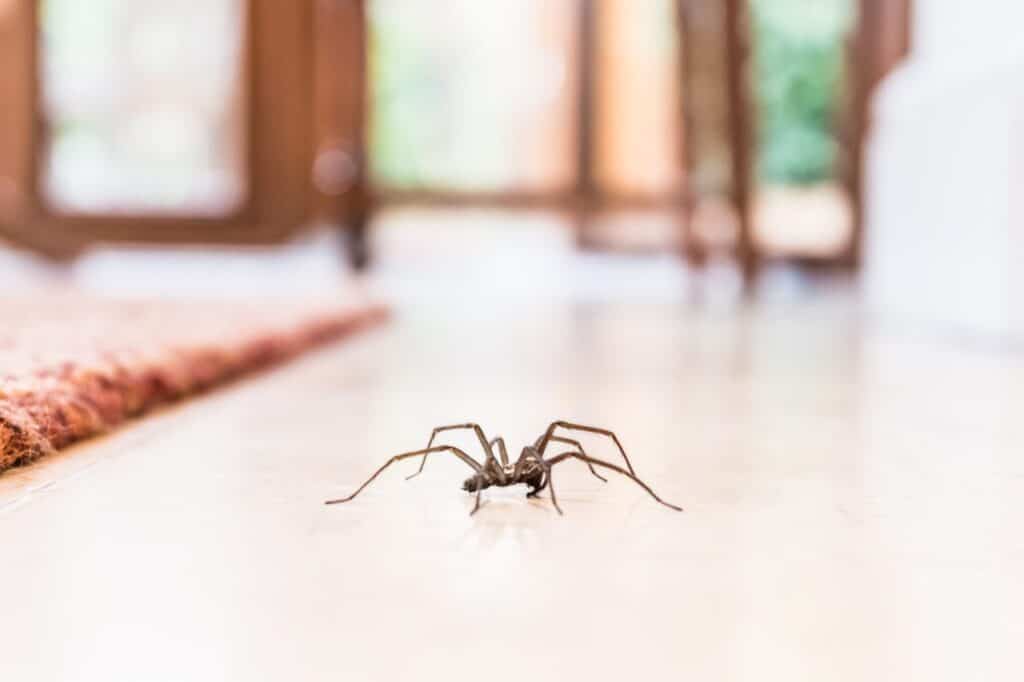 Spider control