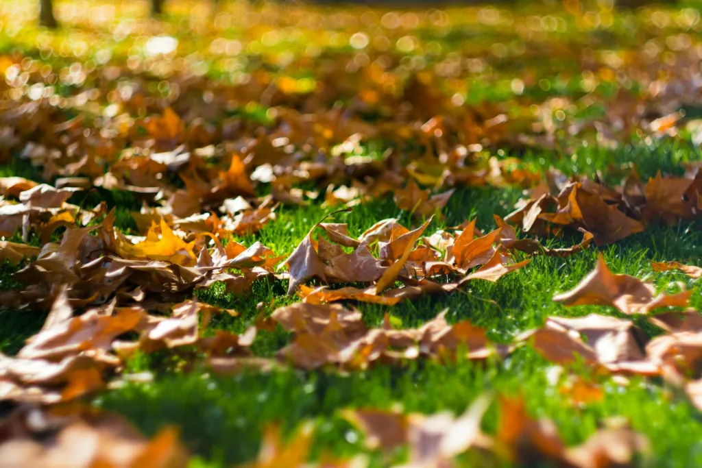 Understanding Fall Lawn Fertilizer in Central Texas