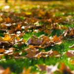 Understanding Fall Lawn Fertilizer in Central Texas