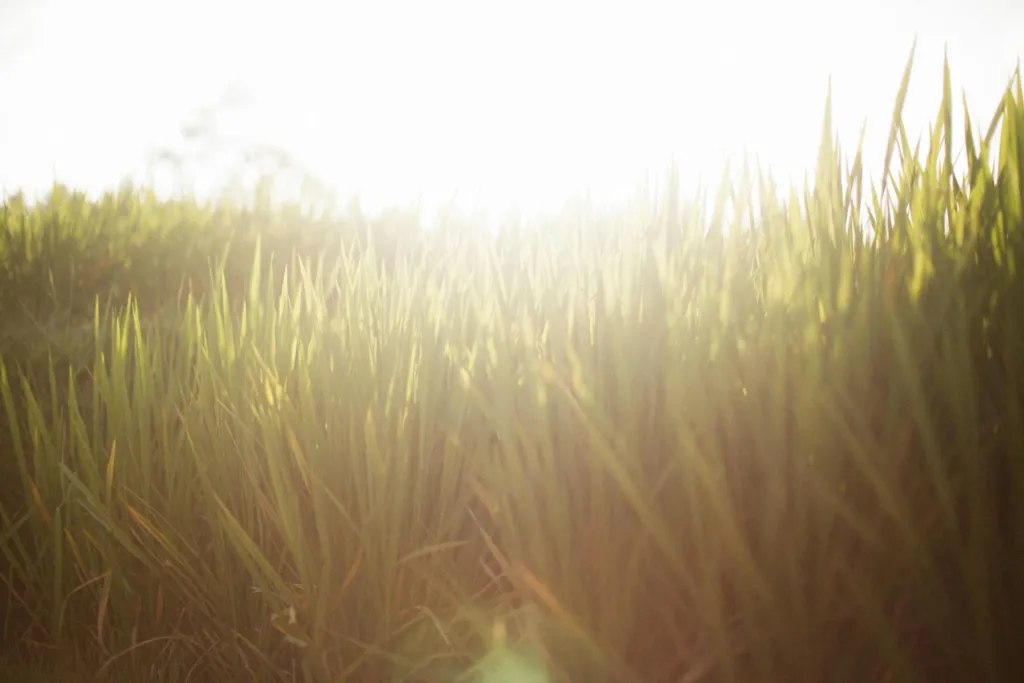 How to Care for Your Summer Lawn: Fertilizer, Mowing, Watering & More