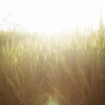 How to Care for Your Summer Lawn: Fertilizer, Mowing, Watering & More