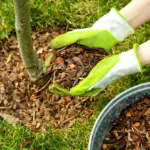 What Is Mulch? What Kinds Are There? What Does It Do? 